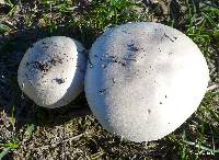 Agaricus campestris image