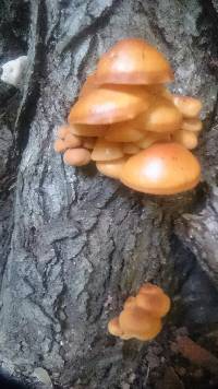 Flammulina velutipes image