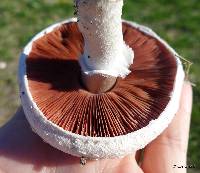 Agaricus campestris image