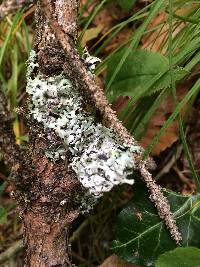 Pseudevernia furfuracea var. furfuracea image