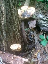 Polyporus squamosus image