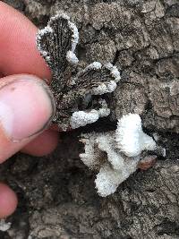 Schizophyllum commune image