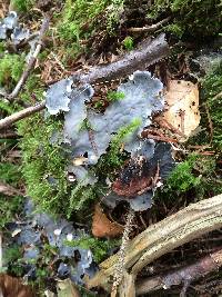 Peltigera praetextata image