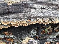 Trametes versicolor image