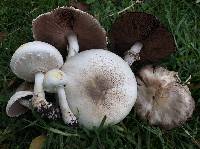 Agaricus xanthodermus image