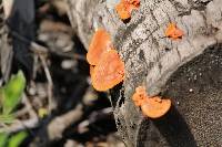 Pycnoporus cinnabarinus image