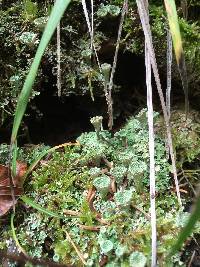 Cladonia chlorophaea image