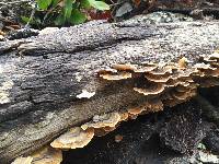 Trametes versicolor image