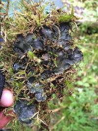 Peltigera polydactylon image