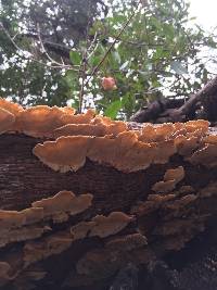 Trametes versicolor image