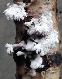 Schizophyllum commune image