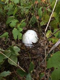 Calvatia gigantea image