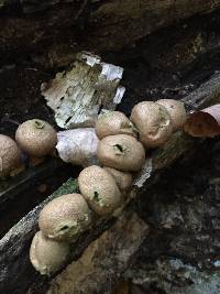 Lycoperdon pyriforme image