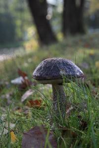 Leccinum scabrum image