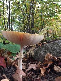 Amanita muscaria var. guessowii image