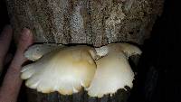 Pleurotus ostreatus image