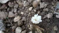 Coprinopsis atramentaria image