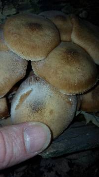 Armillaria mellea image