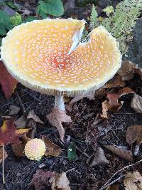 Amanita muscaria var. guessowii image