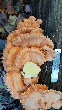 Laetiporus sulphureus image