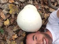 Calvatia gigantea image