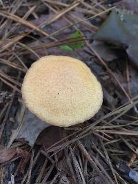 Suillus americanus image