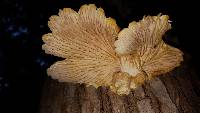 Pleurotus ostreatus image