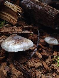 Pluteus cervinus image