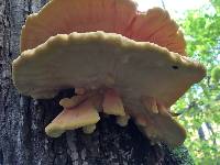 Laetiporus sulphureus image