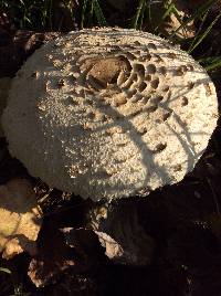 Macrolepiota procera var. procera image