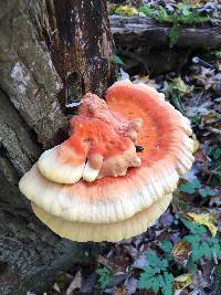 Laetiporus sulphureus image