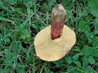 Suillus pictus image