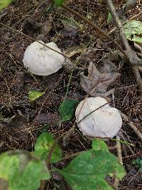 Laccaria ochropurpurea image