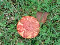 Suillus pictus image