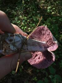 Laccaria ochropurpurea image