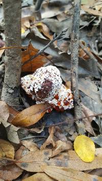 Hydnellum peckii image