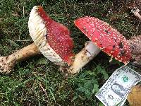 Amanita muscaria image