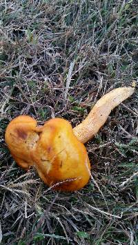 Omphalotus olearius image