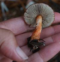 Leratiomyces ceres image