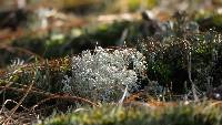 Cladonia rangiferina image