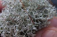 Cladonia rangiferina image