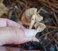 Tubaria furfuracea image