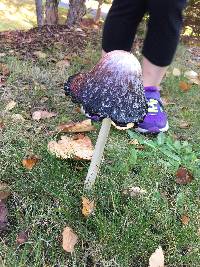 Coprinus comatus image