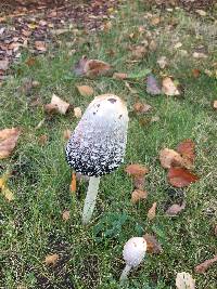 Coprinus comatus image