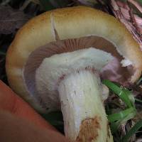 Armillaria mellea image