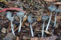 Coprinopsis lagopus image