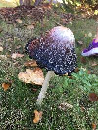 Coprinus comatus image