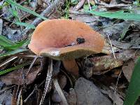 Lactarius volemus image