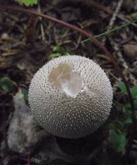 Lycoperdon perlatum image