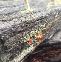 Cladonia cristatella image